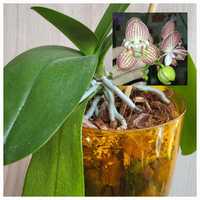 Продам сортовую орхидею