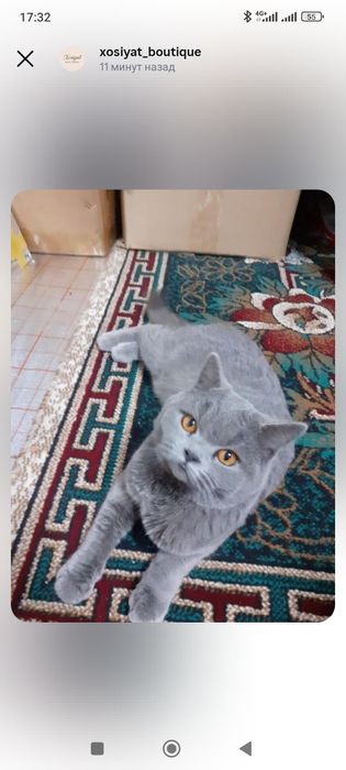 Mushuk sotiladi zotdor