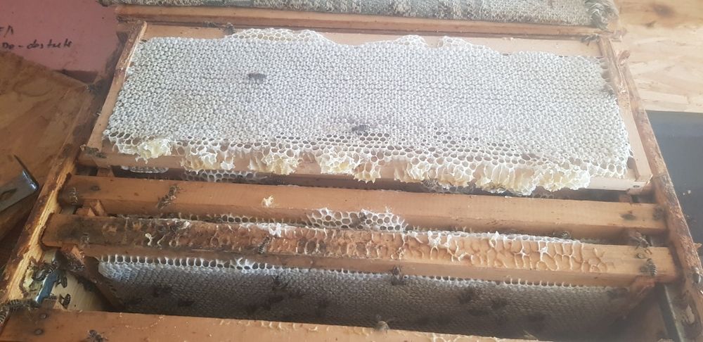 Miere de salcam 30 lei galeti 43 kg si propolis 350 lei kg