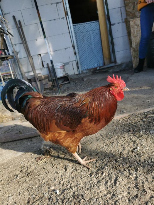 Vând s-au schimb cocoși rasă mare,cu găini. Crescuți liber și bio 100%