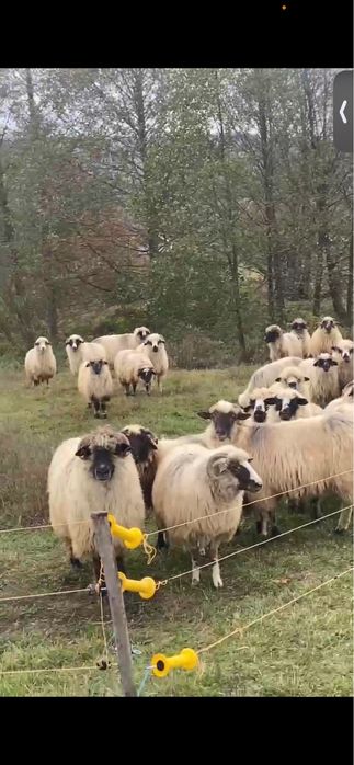 Vând 17 oi gestante + 3 berbeci + 4 miele –