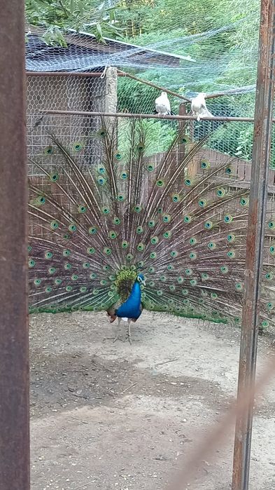 Pene de păun de vanzare