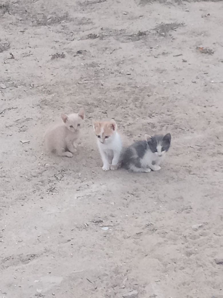 Марғаулар, Котята.