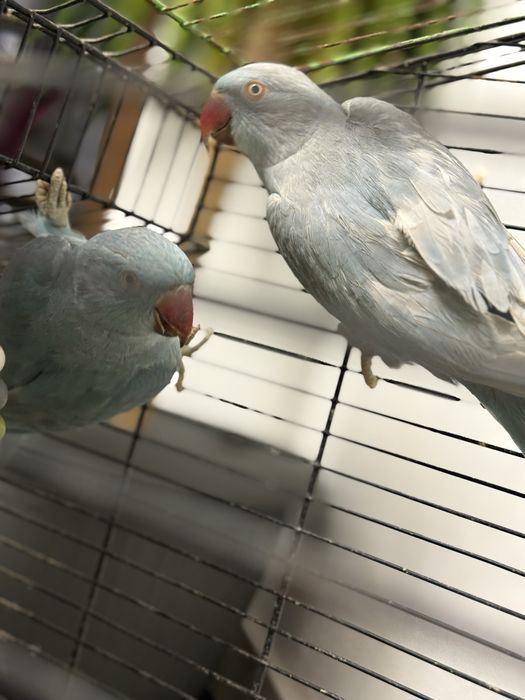 Papagal Micul alexandru