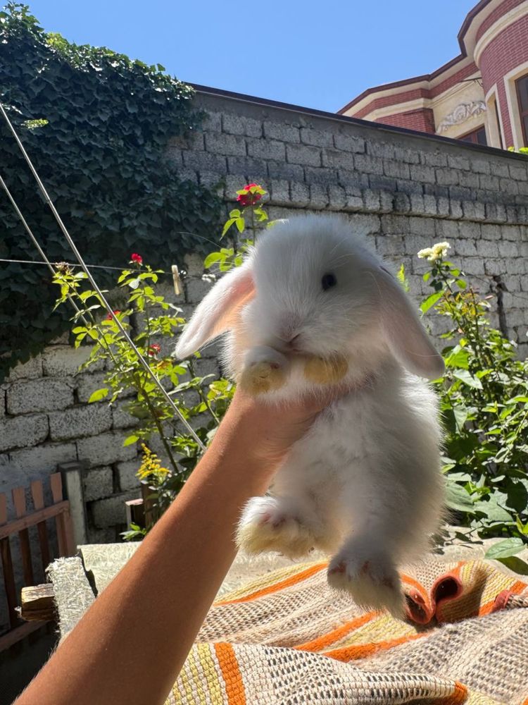 Срочно продам кролика