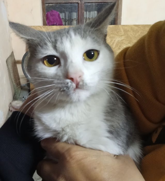 Отдам котят в добрые руки,мальчики