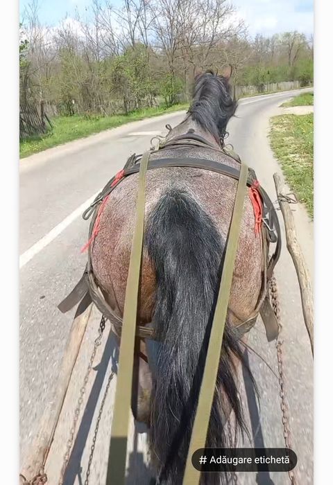 Iapa de vânzare  tânără