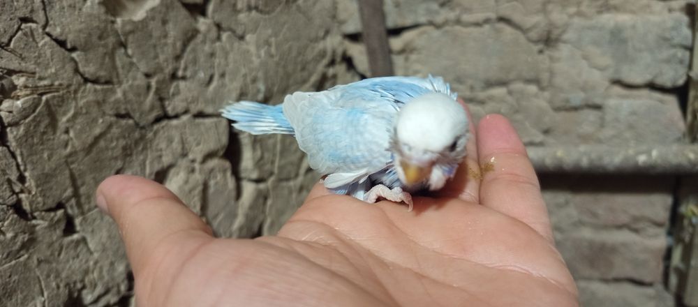 продам молодых птенцов попугаев для ручных