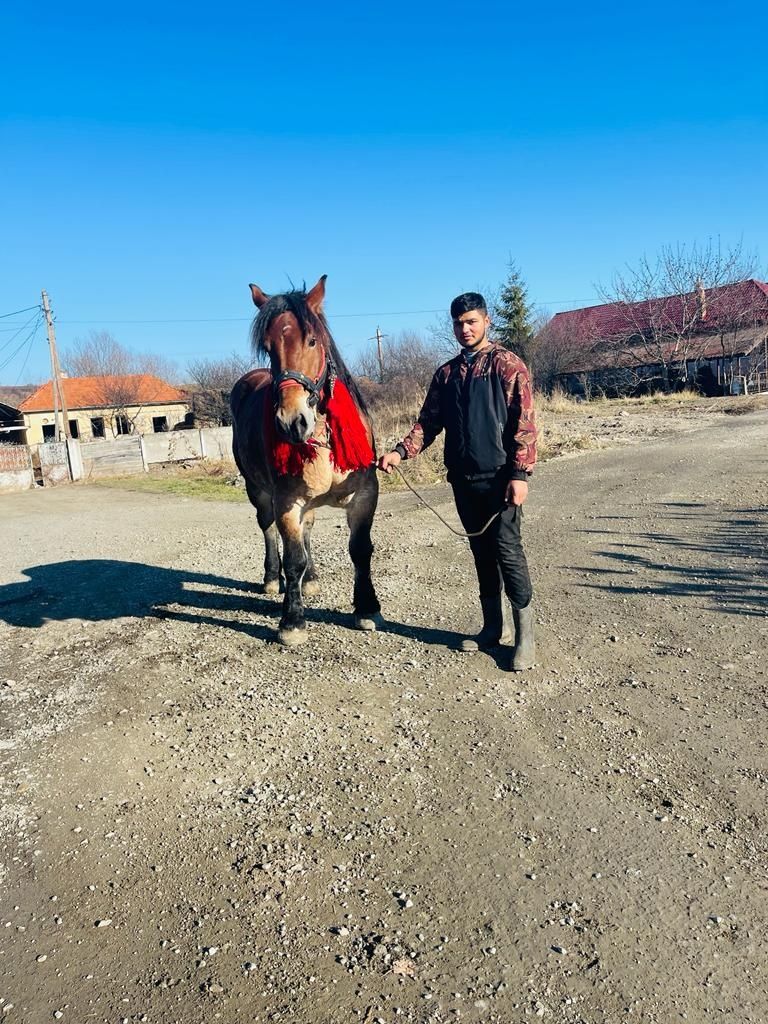 Vând o iapa bună