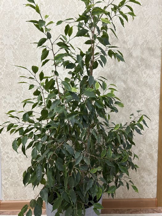 Продам домашний цветок Фикус Бенджамина