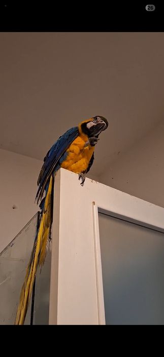 Продавам Ара/ мъжки и женски