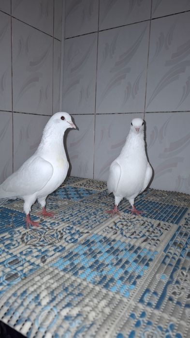 Голуби, голуби..