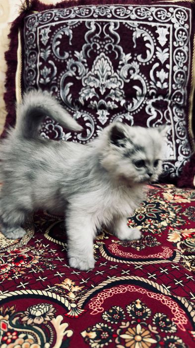 Серебристи хейланд киз бола мушук