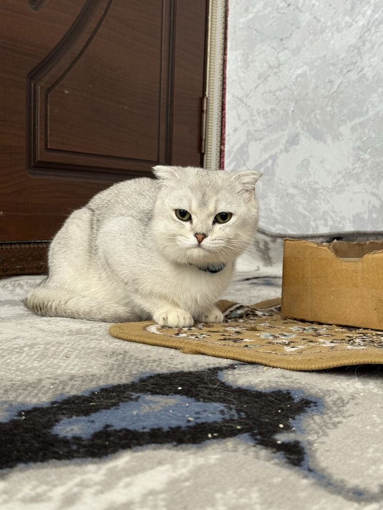 Scottish fold chinchilla mushik sotiladi