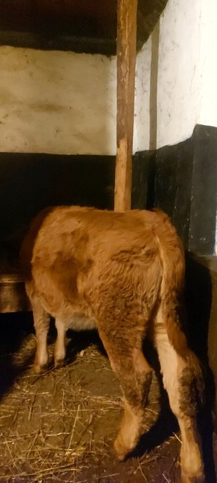 Vitica baltata de tinut sau sacrificat