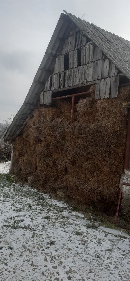 Vând baloți de fân!