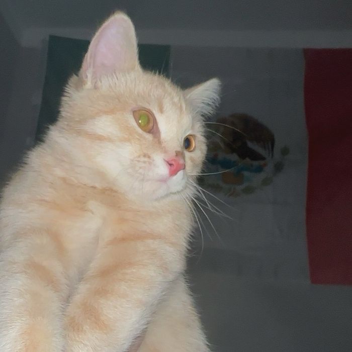 Отдам кота в добрые руки