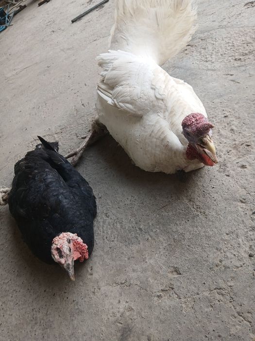 Сотилади индуклар