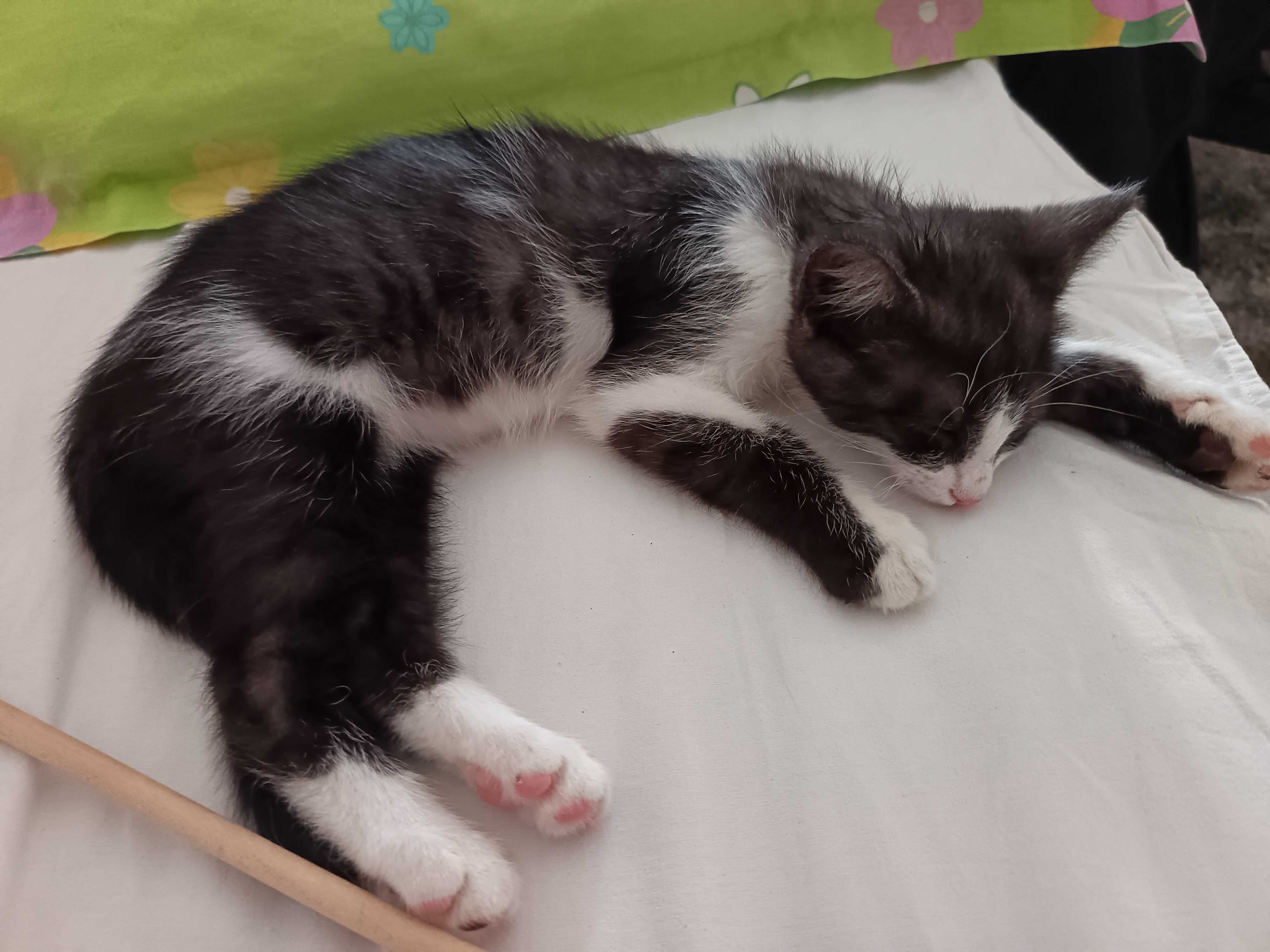 Подаряваме мъжко коте на 6 месеца