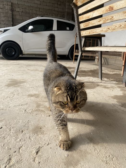 Британский шиншилла мальчик