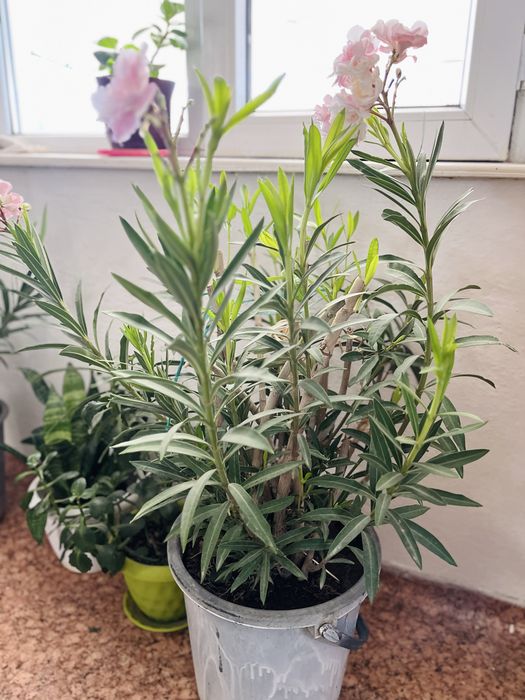 Комнатный цветы Олеандр