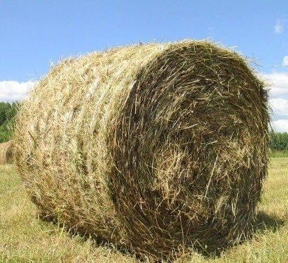 Сено рулон тюг цена 6000 тнг чистое