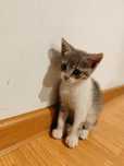 Pisoi spre adopție