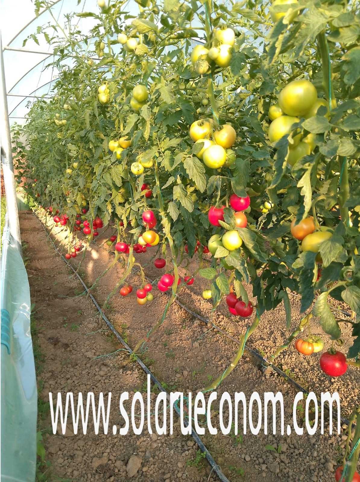 Solarul(sera) -  soluția ideală pentru cultivarea legumelor