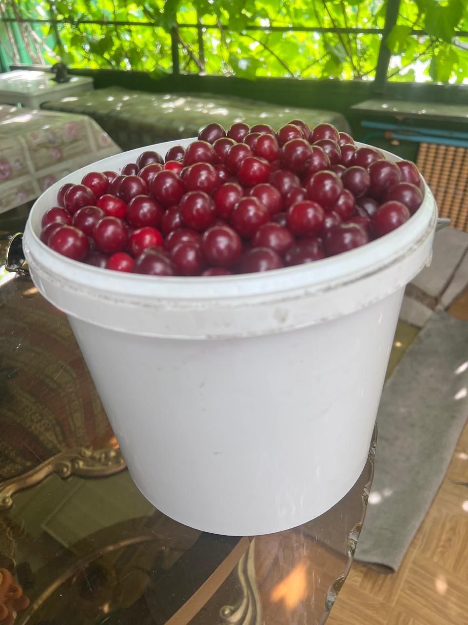 Продам вишню дачную