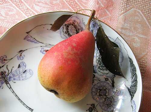 Саженцы плодовые с питомника