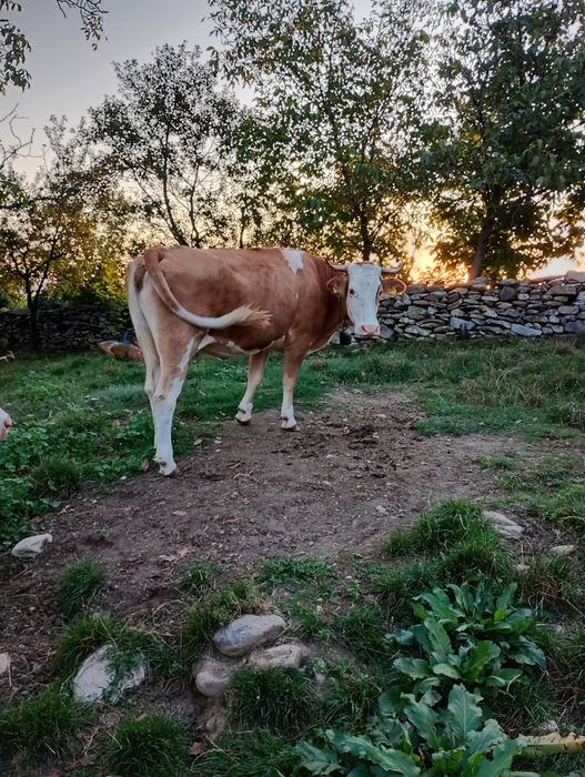Se vând 2 vaci și o junincă