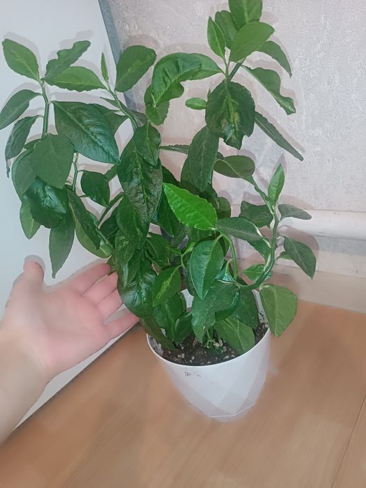 Бөлме гүлі 4000тг