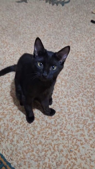 Black kitty, 1 год, привита, паспорт,  обработана.