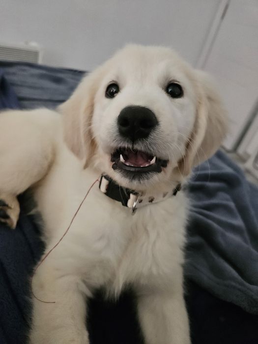 Продава се Голден Ретривър