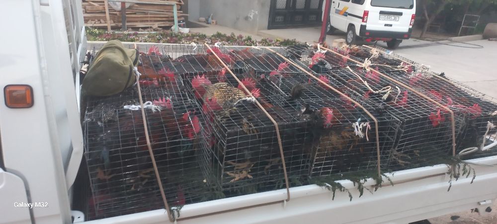 Продаю петухи. Ho‘rozlar sotiladi.