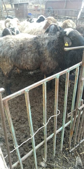 Қошқар сатам екі бас 100000мын 70000 мын келісім бар