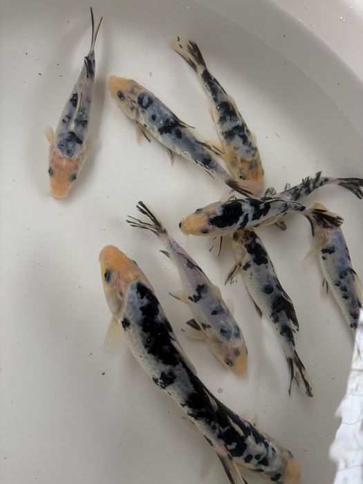 Crapi koi japonezi si carași cometa