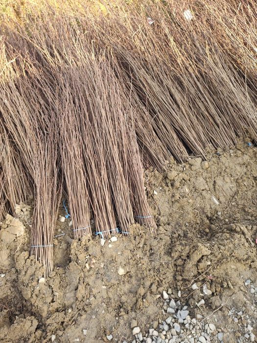 Puieți salcâm frasin fag carpen ulm plop mesteacăn brad molid Tei arin