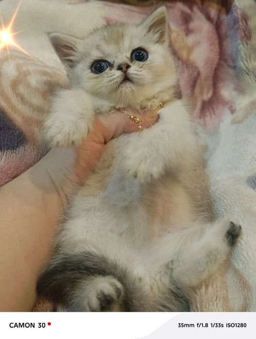 Котенок на продажу