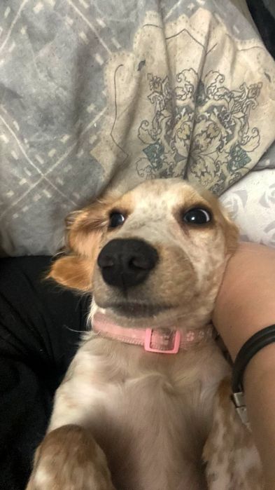 Ищем кобеля для вязки срочно