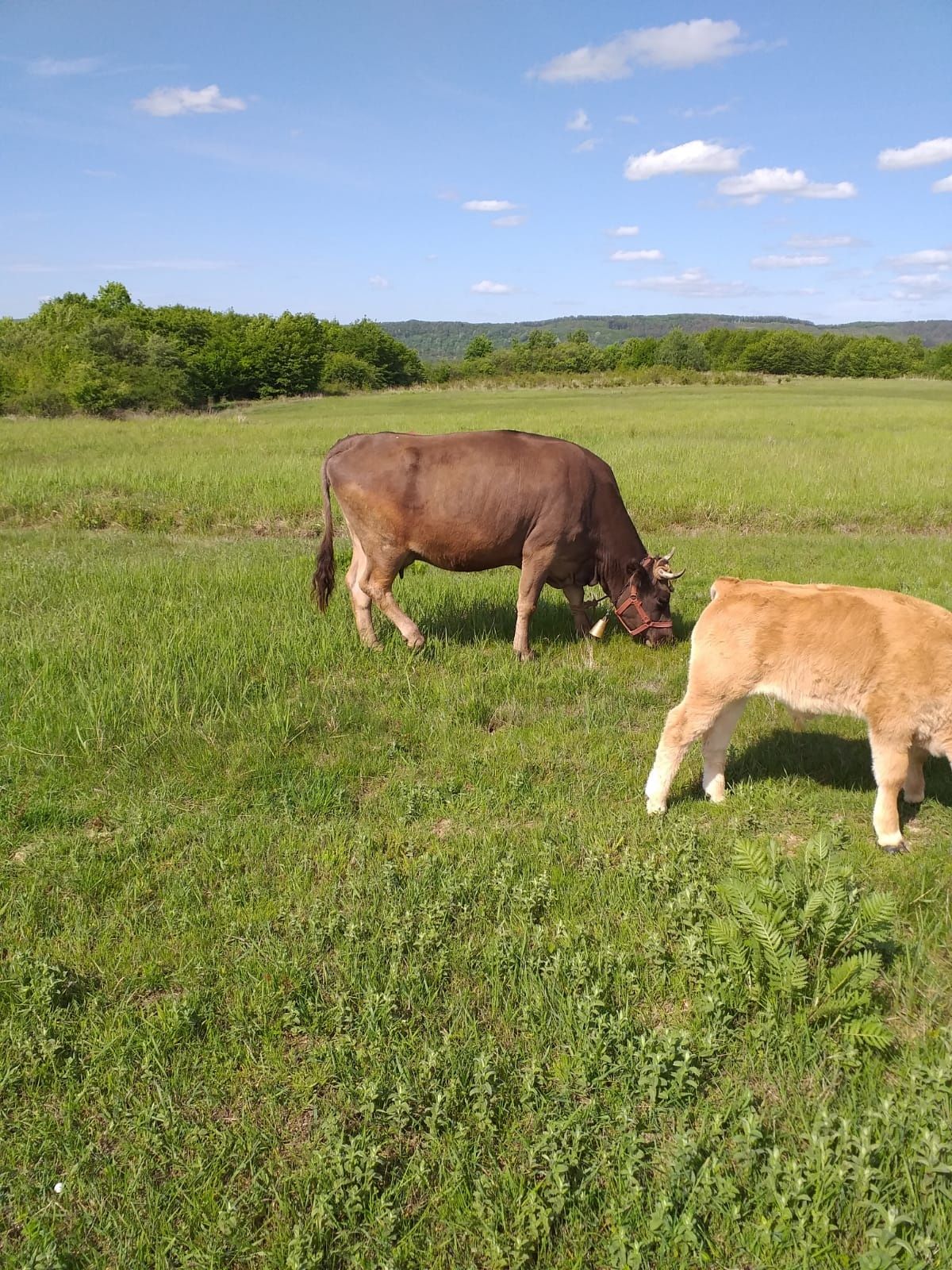 Vaca românească bruna