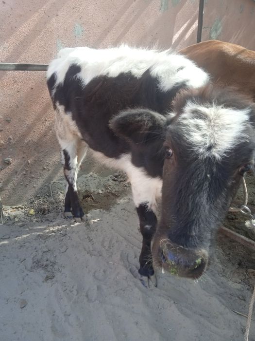 Соглом хурон гуножин сотилади