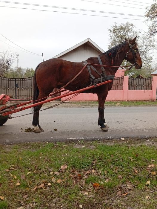 Vând sau schimb cal castrat de 5 ani