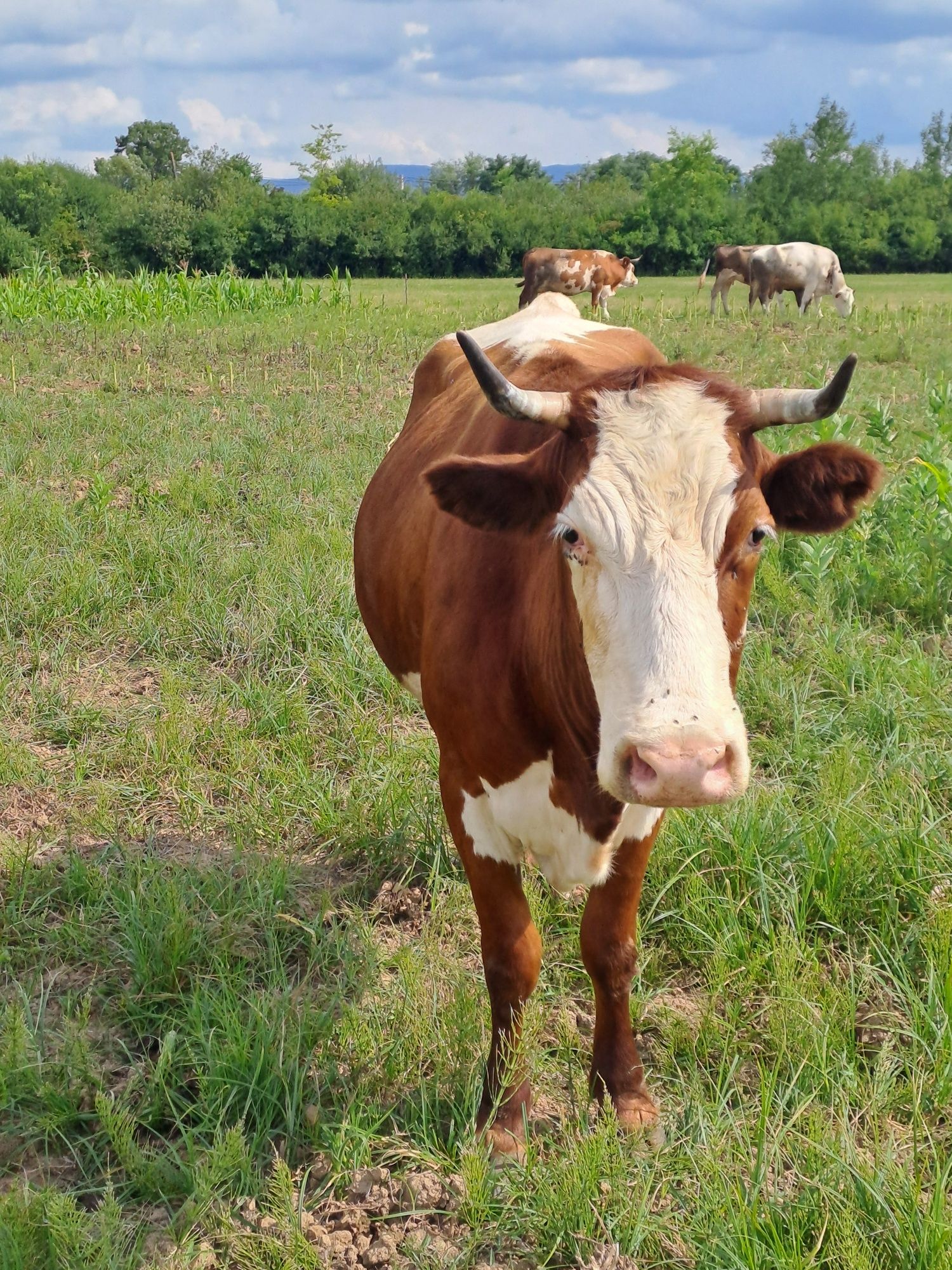 Vand vaca baltata