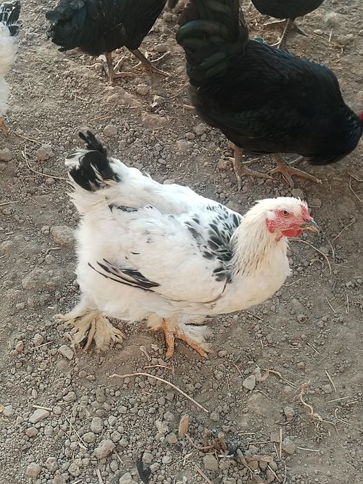 Qorashaxzoda va brama tovuqlari sotiladi