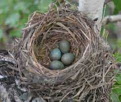 Гнездо певчего дрозда