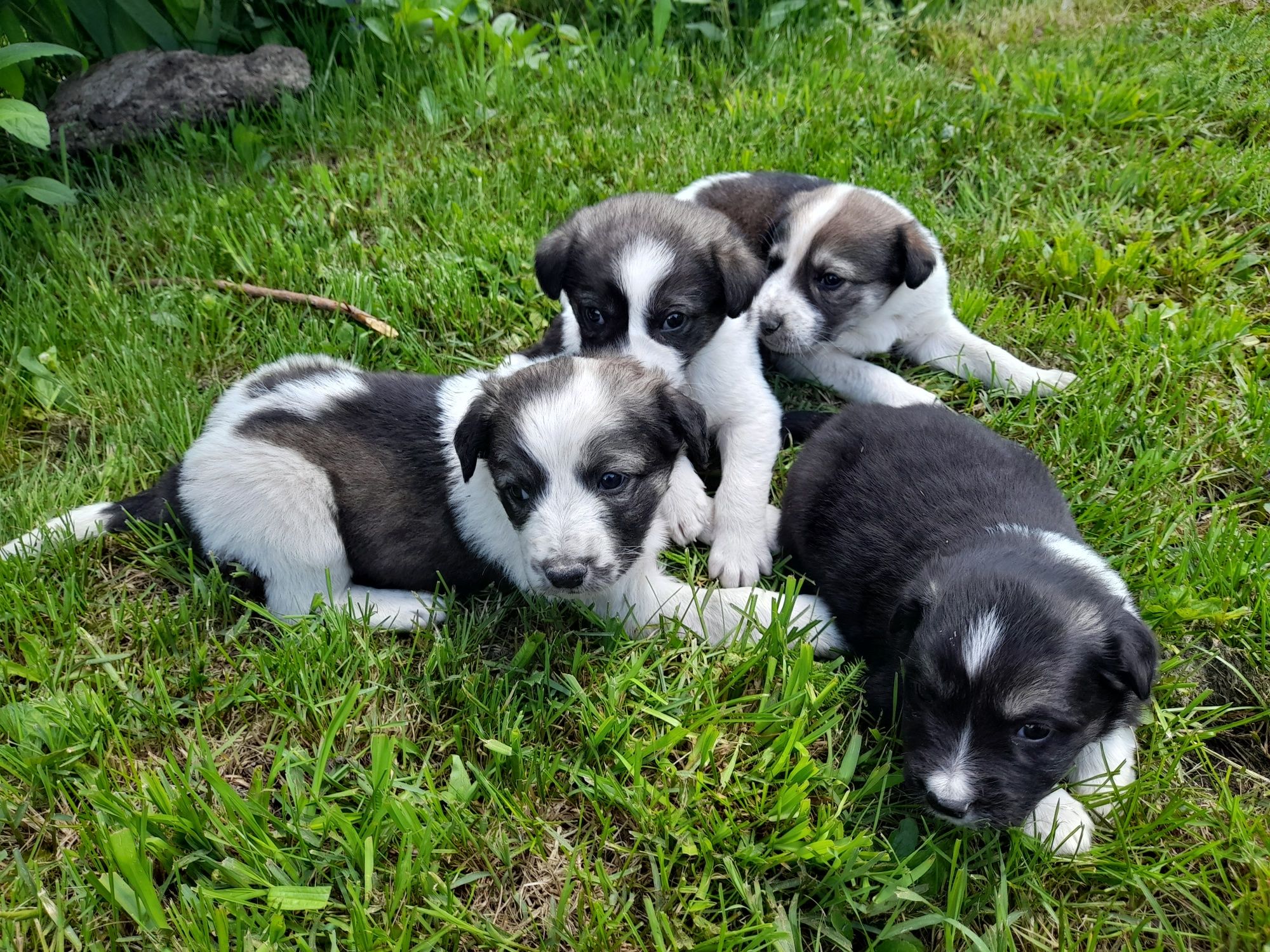 Подаряват се кученца на 40 дни ,налични 4 мъжки и 2 женски.