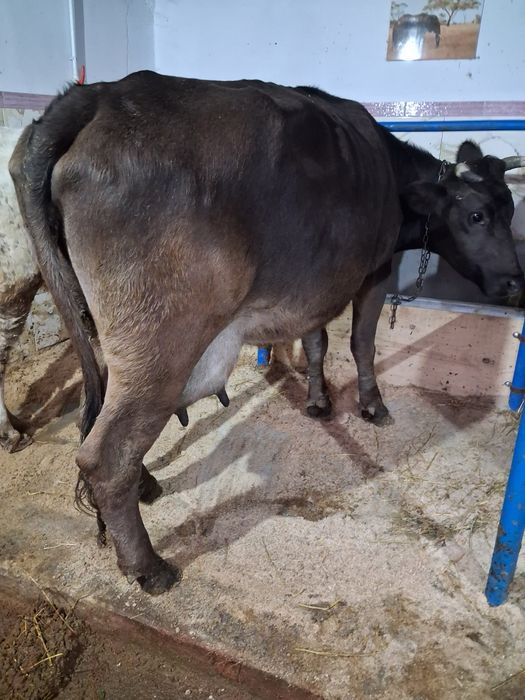 Vand sau schimb cu vacă de tăiere