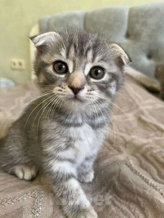 Котенок веслоухий