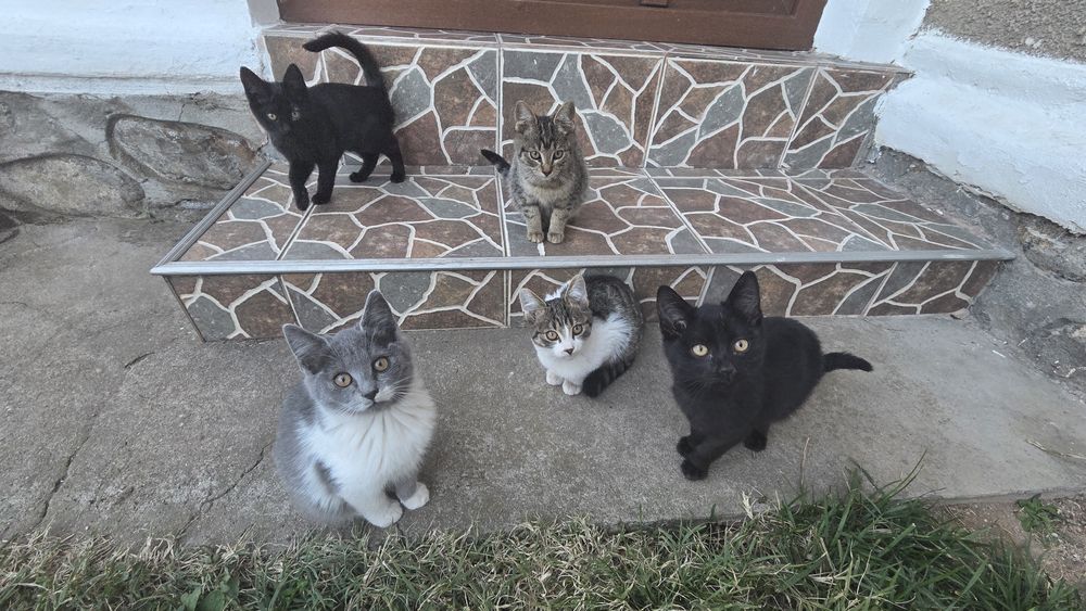 Adoptie pisici gratuit !